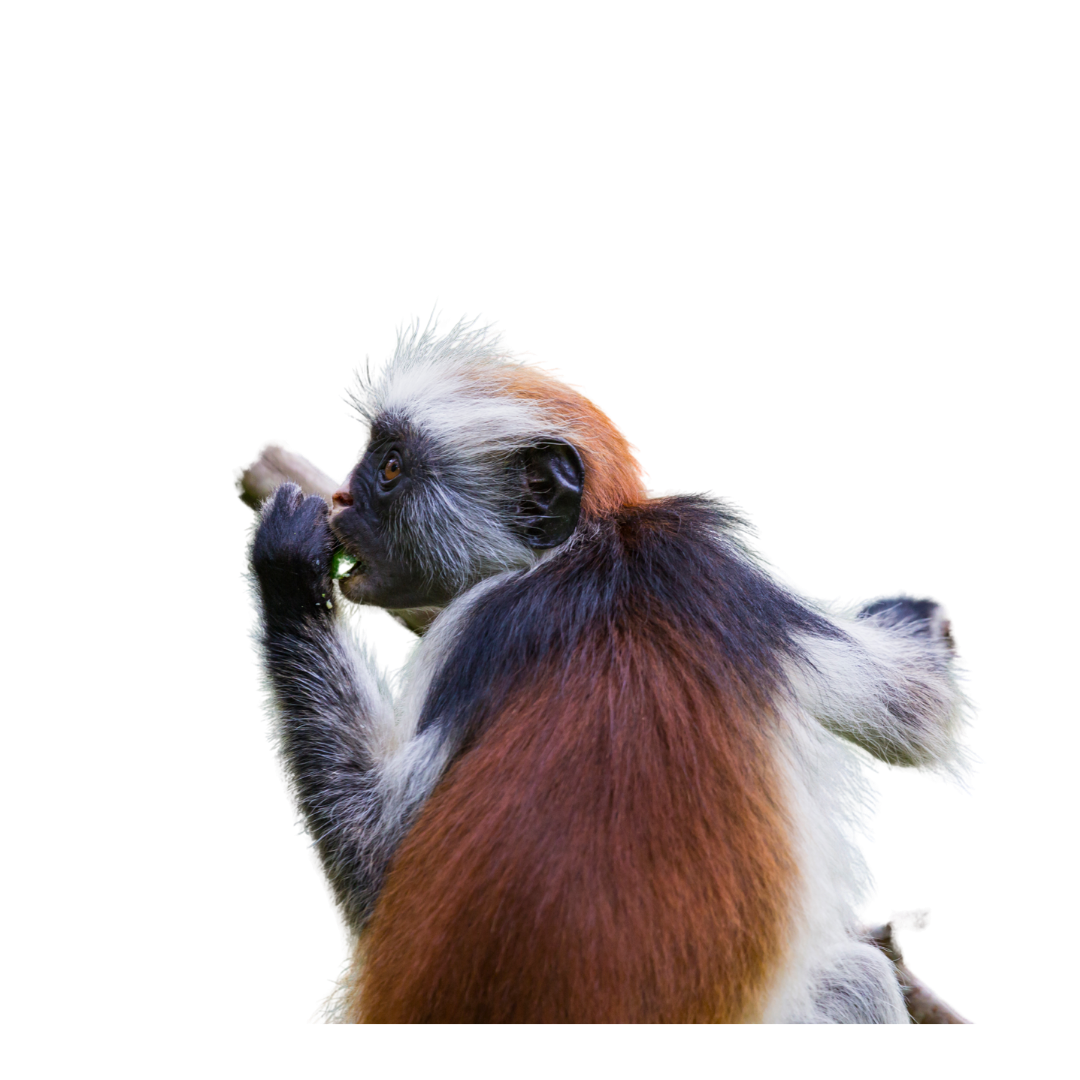 Zanzibar Red Colobus Monkey