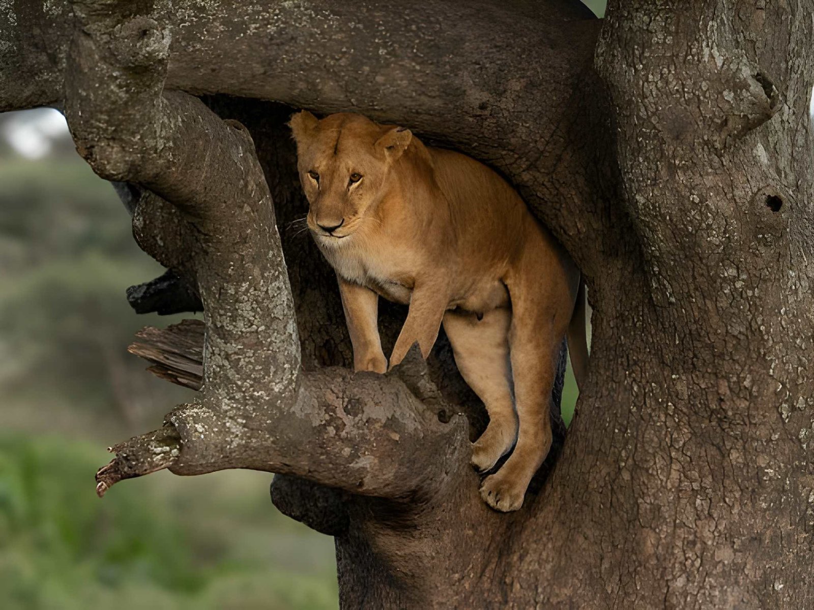 Lake Manyara Wildlife