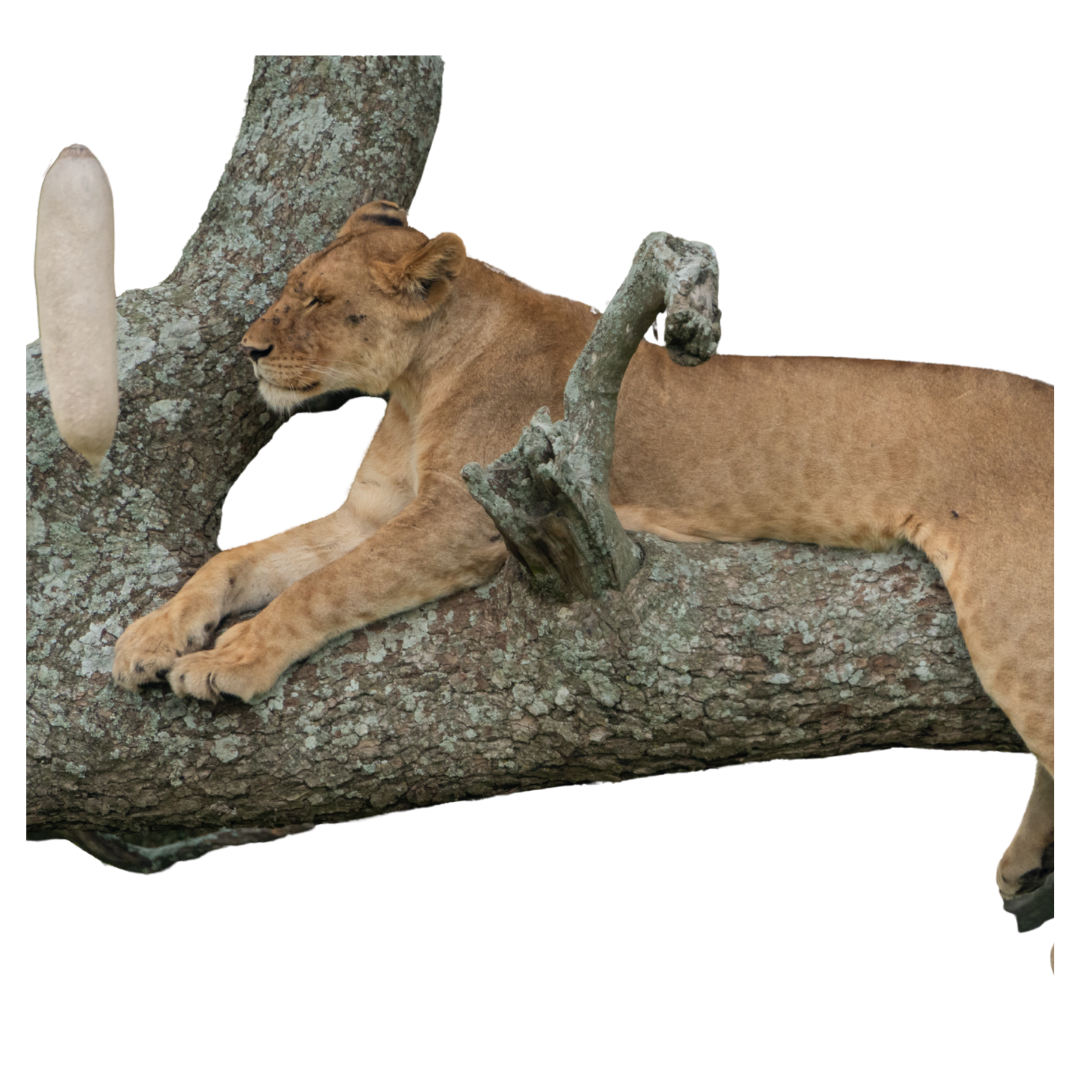 Tree-Climbing Lion