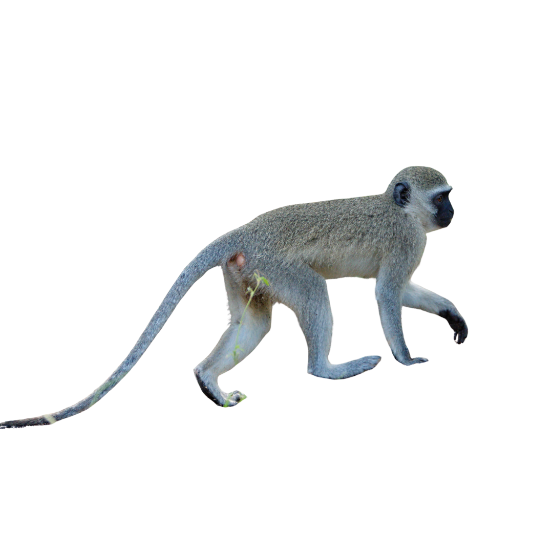 Vervet Monkey