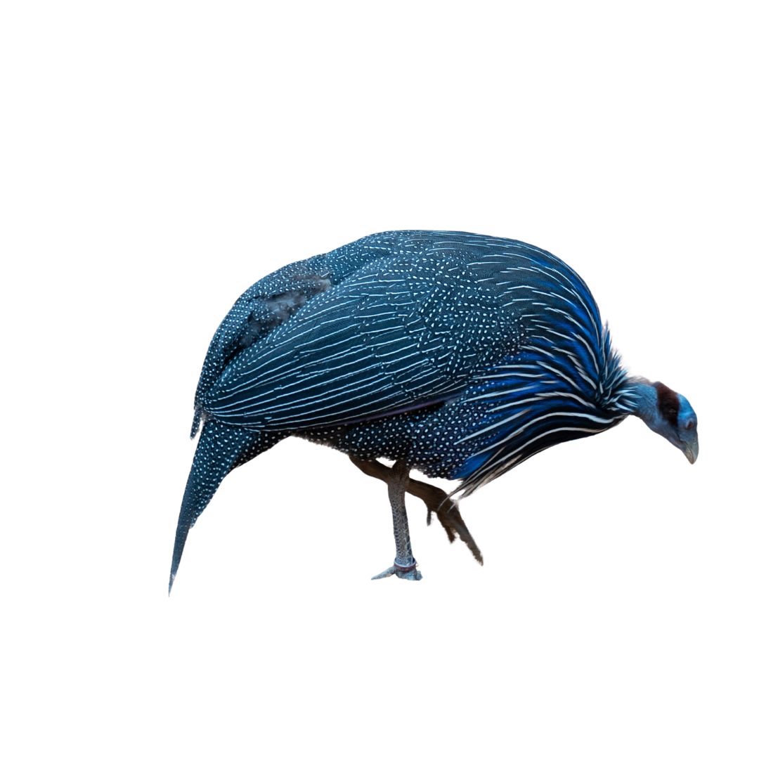 Vulturine Guineafowl