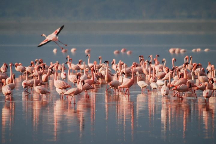 Flamingo