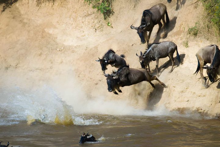 river crossing serengeti