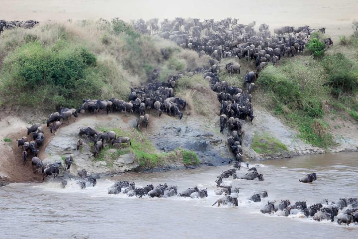 Migration of serengeti