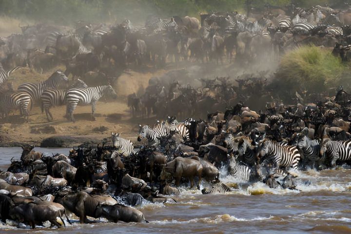Migration serengeti