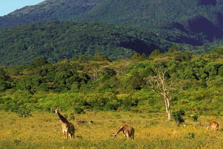 Nas Royal Arusha Forest