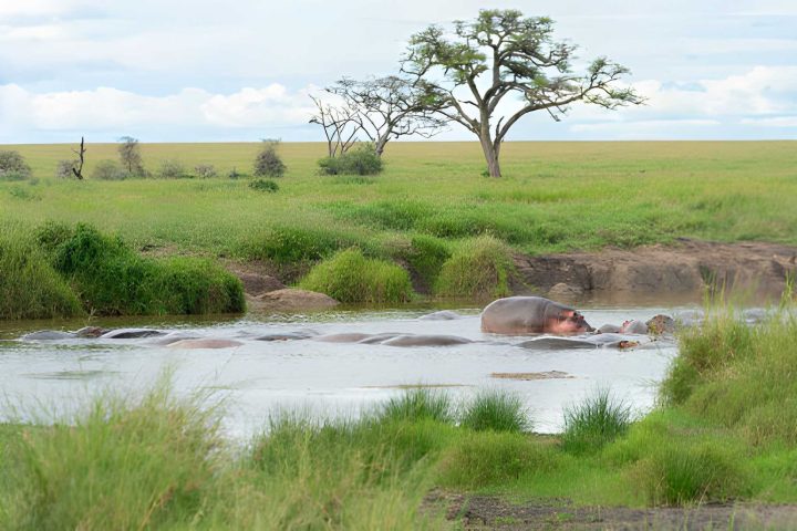 Serengeti