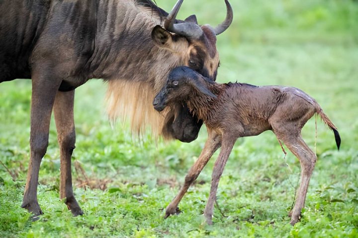 Serengeti calving