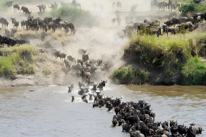 Serengeti river crossing