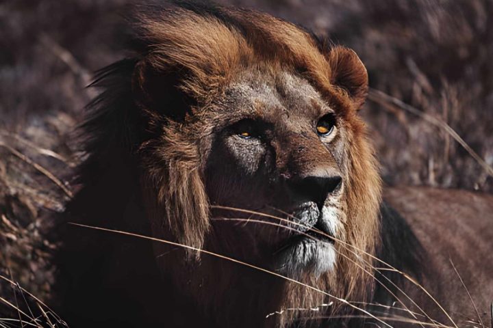 Tanzania safari