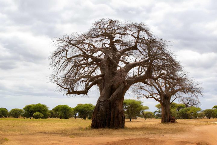 Tarangire bao bao plain