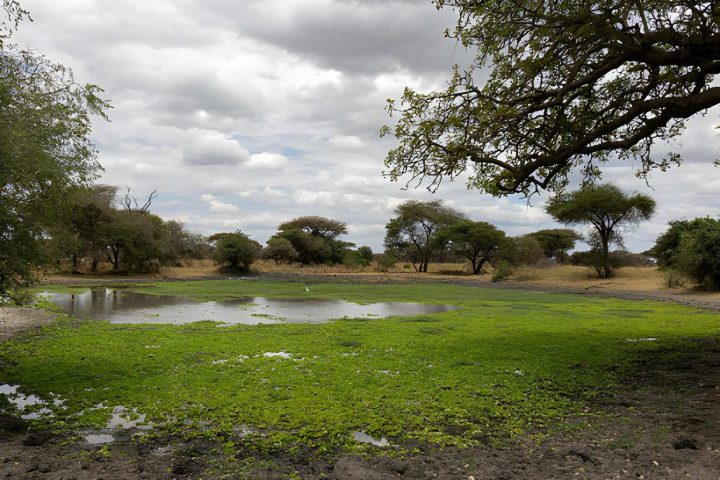 Tarangire Swamp