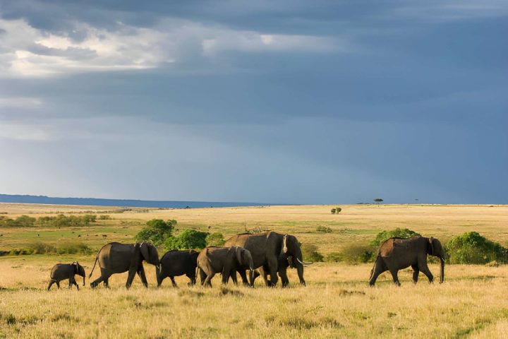 Tarangire np