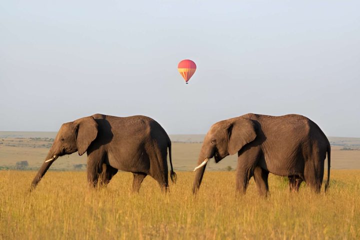 baloon safari (3)