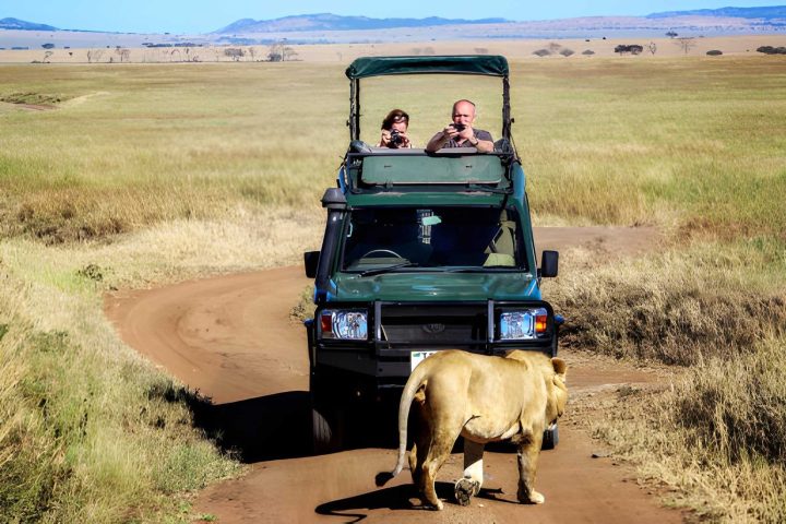 honeymoon safari