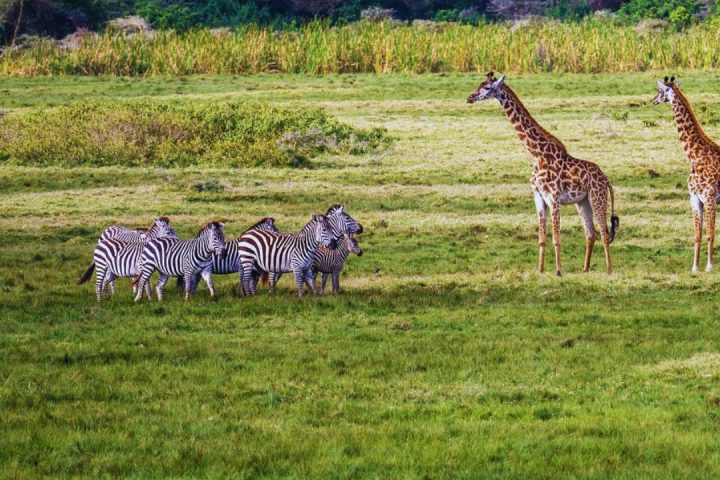 manyara savvana plains