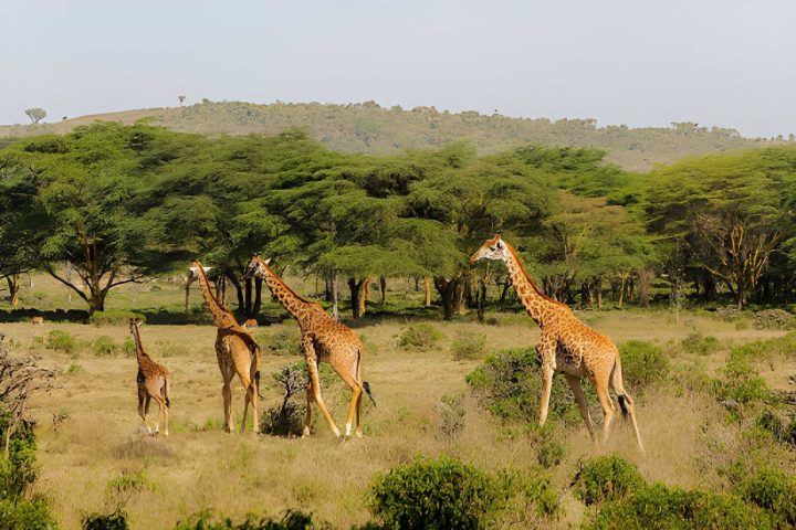 accacia of mkomanzi