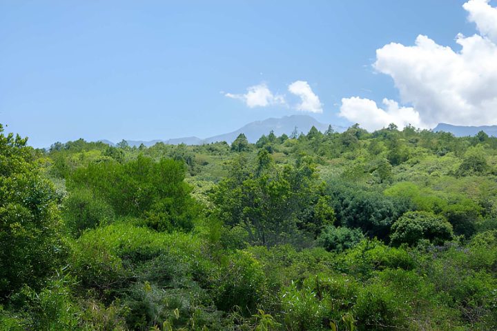 forest zone